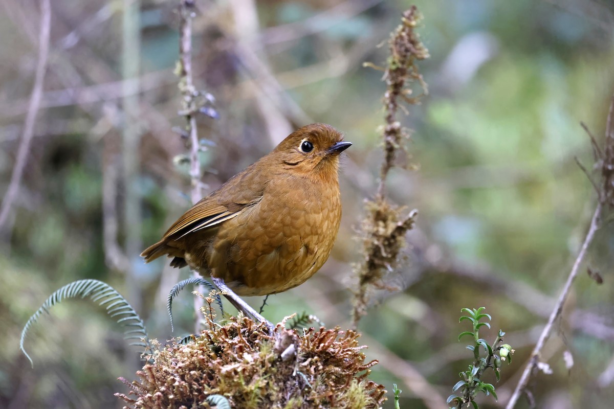 Chachapoyas Antpitta - ML598127611