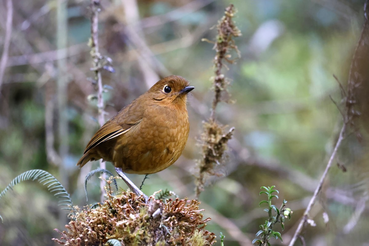 Chachapoyas Antpitta - ML598127661