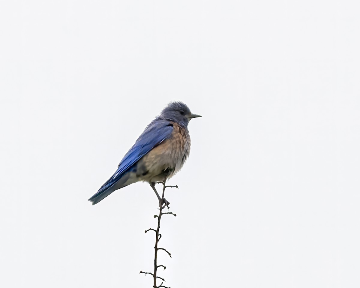 Western Bluebird - ML598127681