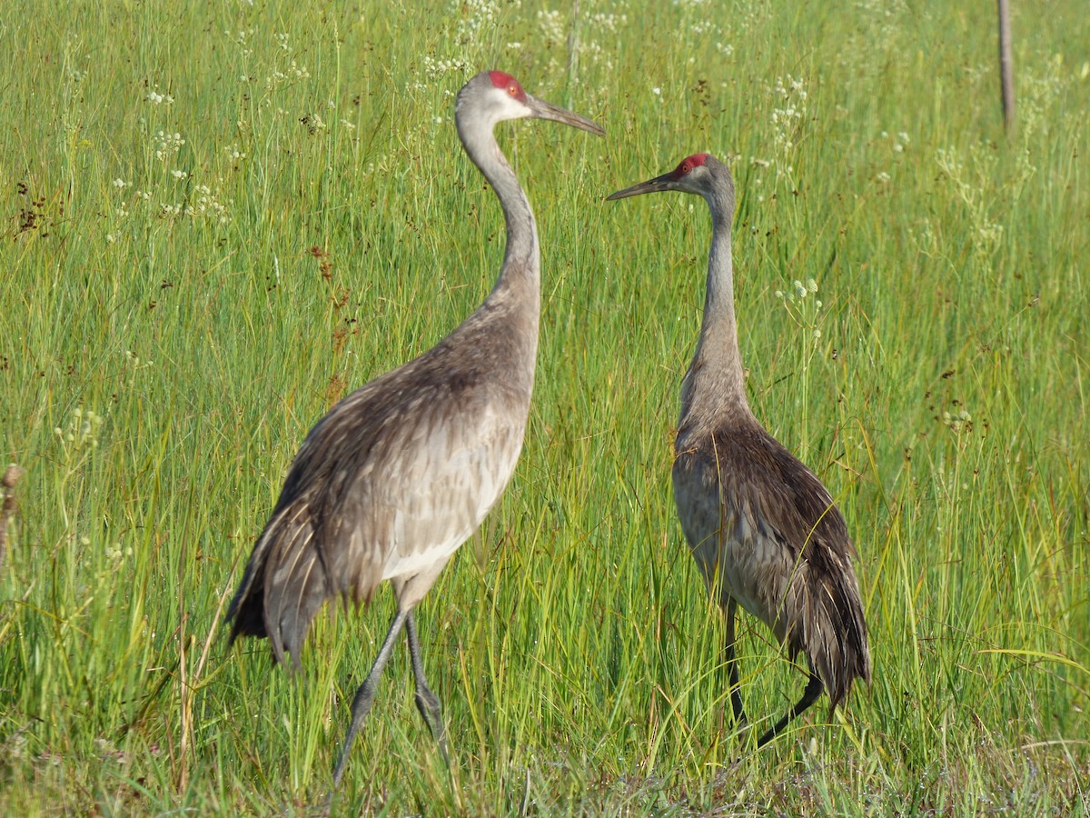 Sandhill Crane - David True