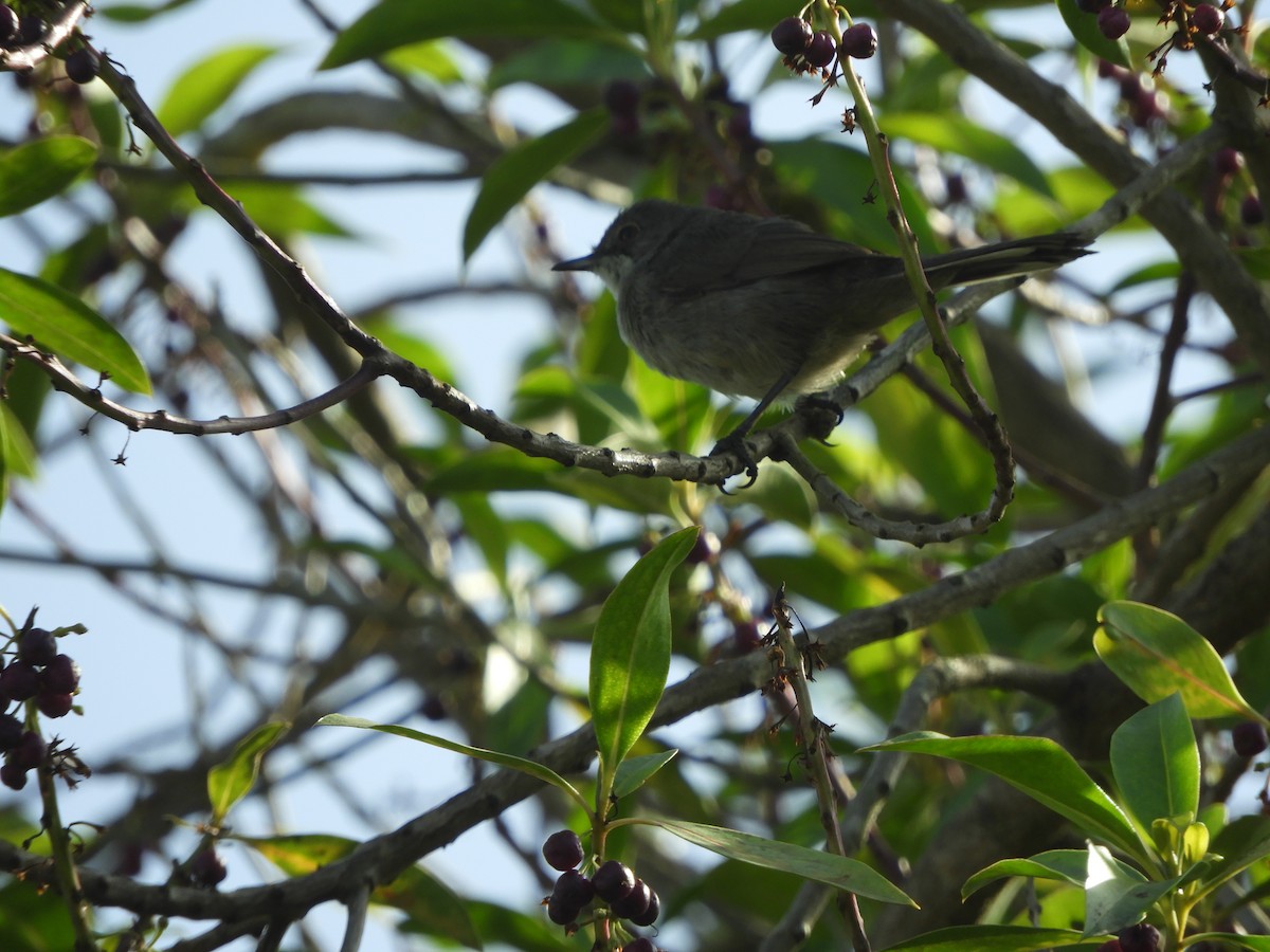 Sardinian Warbler - ML598128181