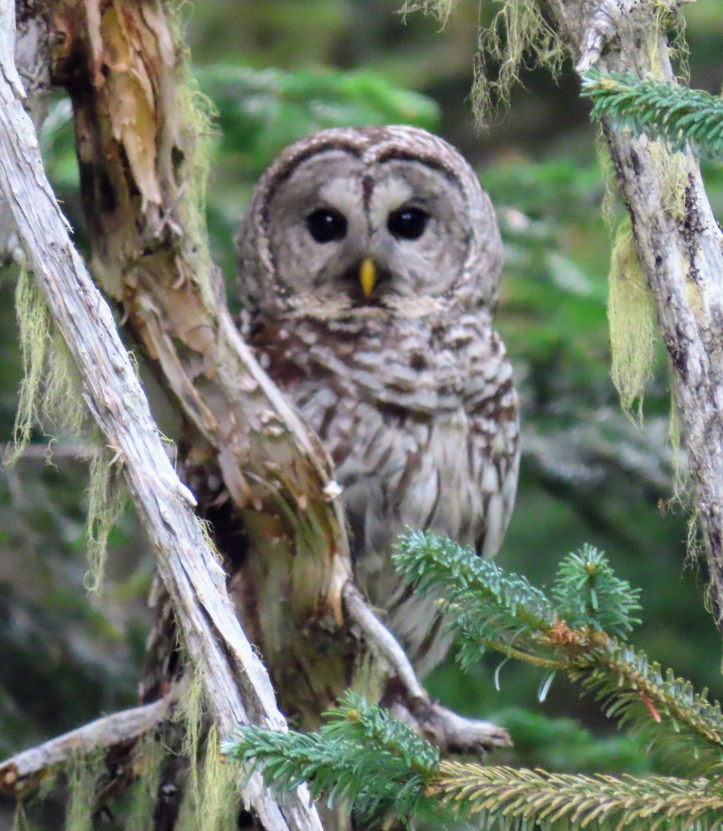 Barred Owl - ML598129321