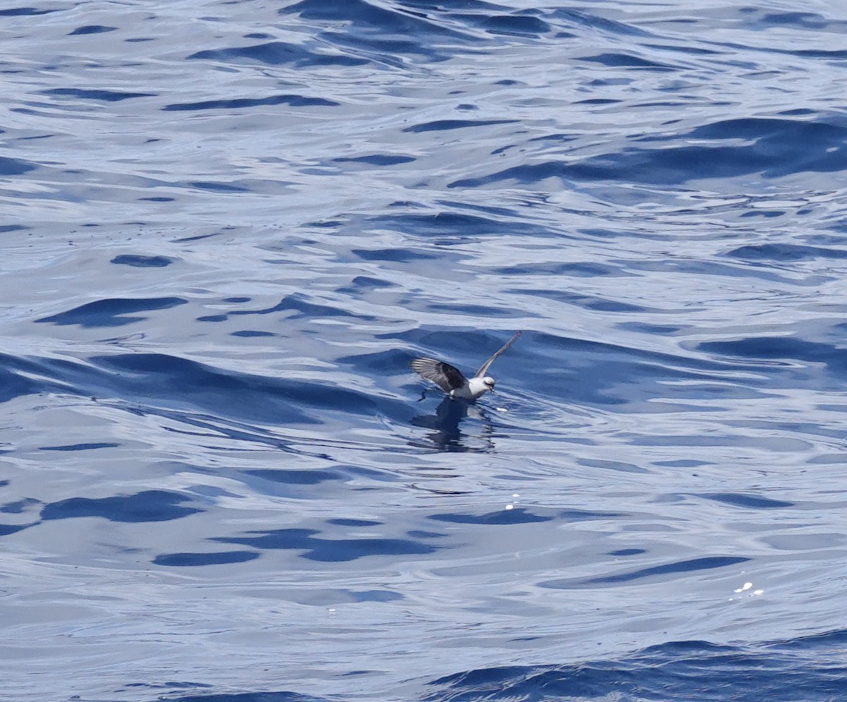 Fork-tailed Storm-Petrel - maxine reid