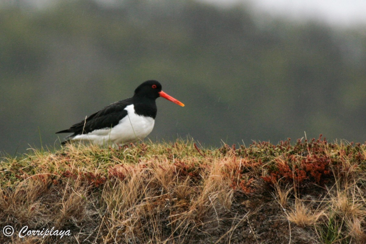 Eurasian Oystercatcher - ML598130571