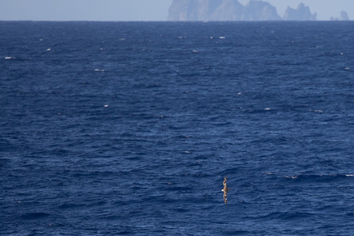 Kermadec Petrel - ML598131531