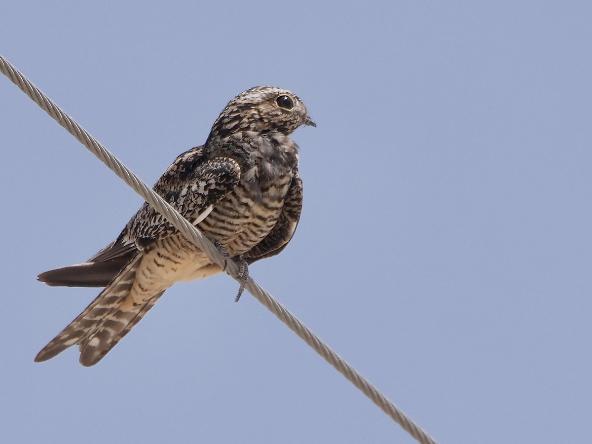 Common Nighthawk - Jeff Osborne