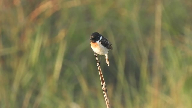 White-tailed Stonechat - ML598132981