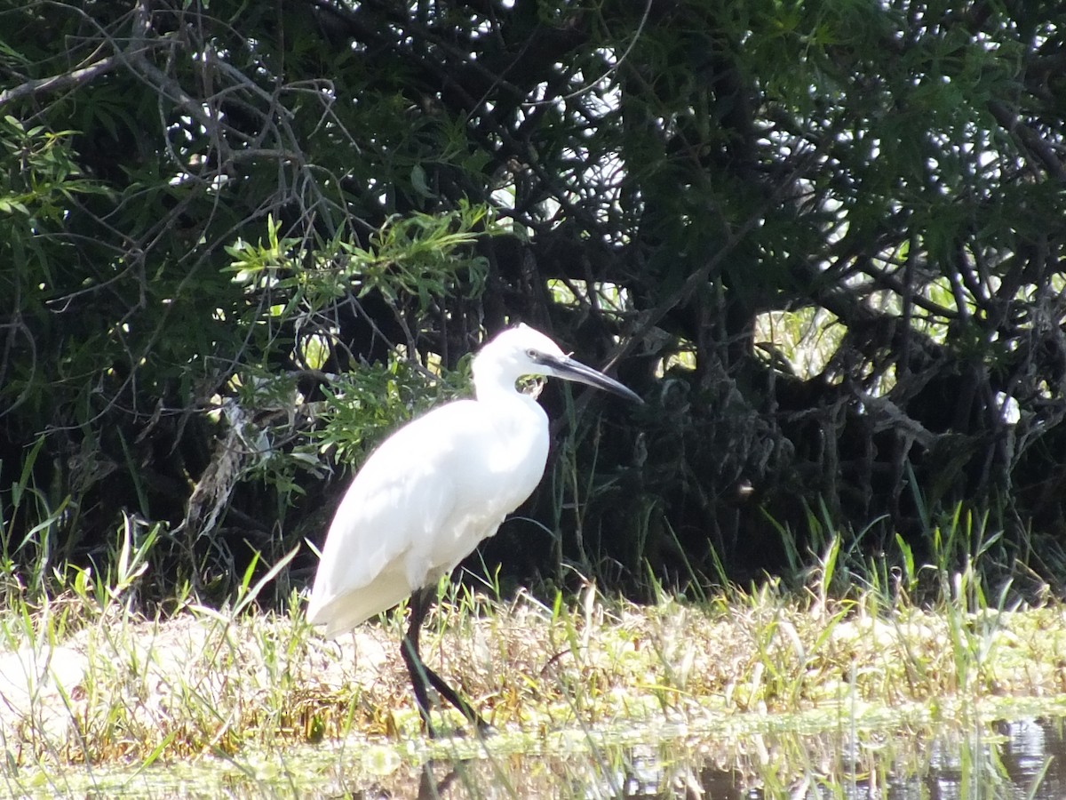 Little Egret - ML598133421