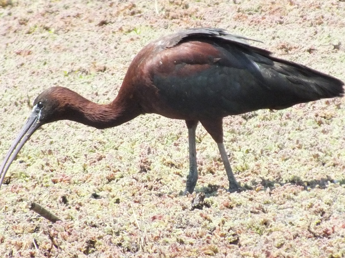 Glossy Ibis - ML598133511