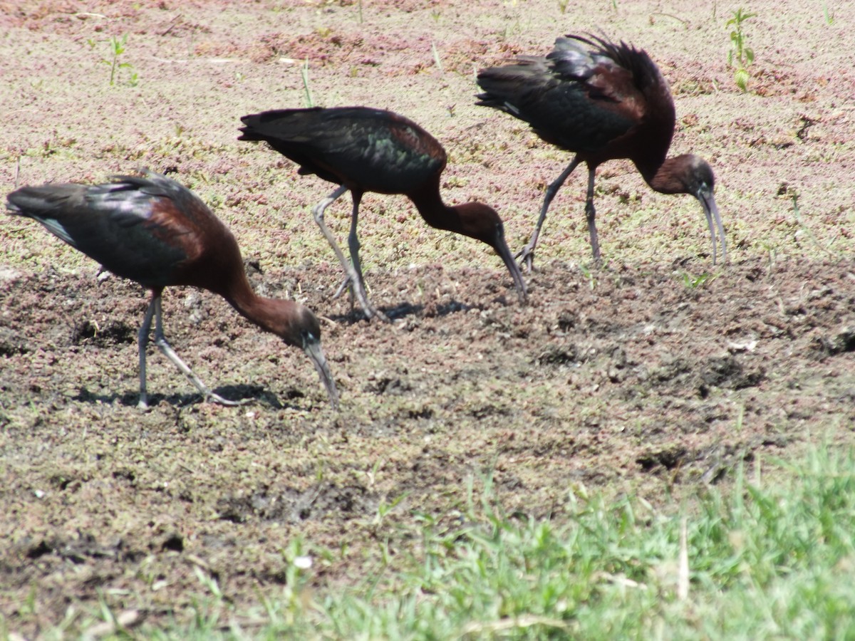 ibis hnědý - ML598133561