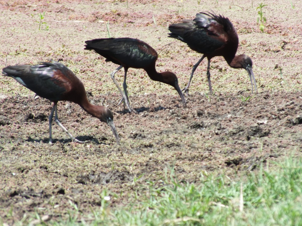 Glossy Ibis - ML598133561