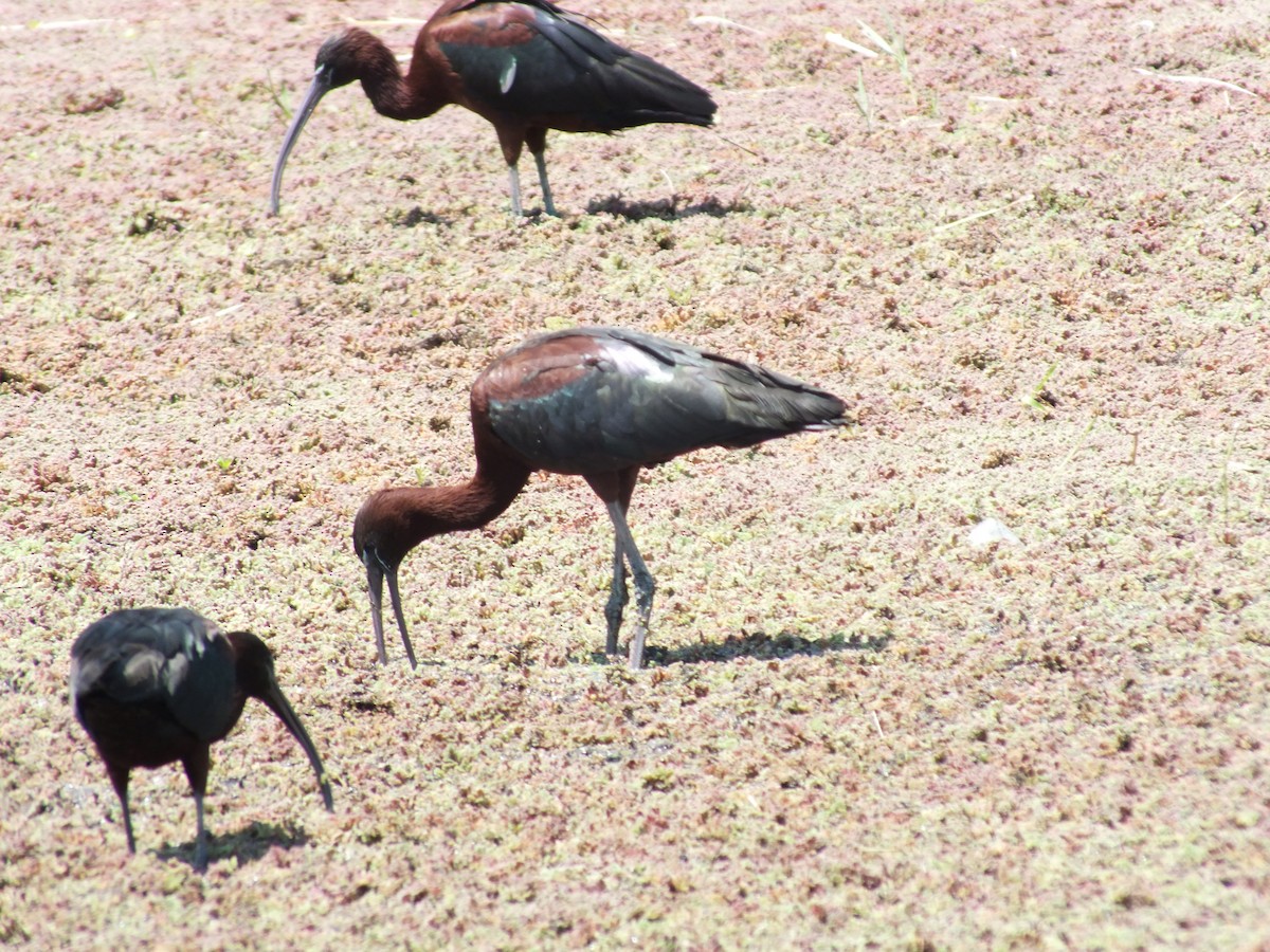 Glossy Ibis - ML598133591