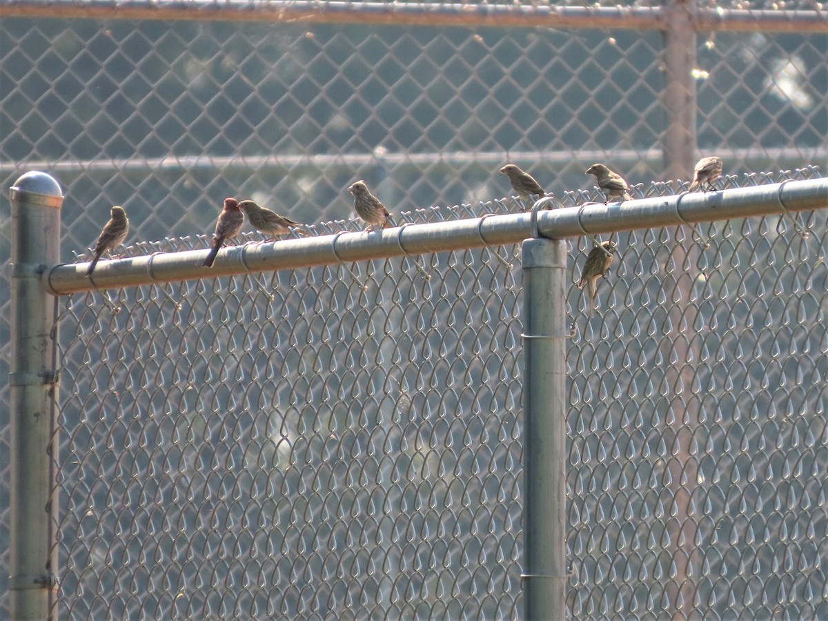 House Finch - ML598134721