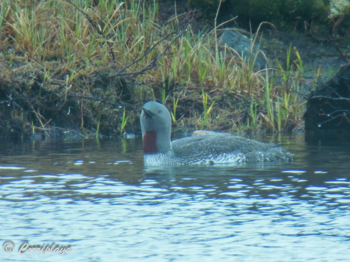 Red-throated Loon - ML598134821