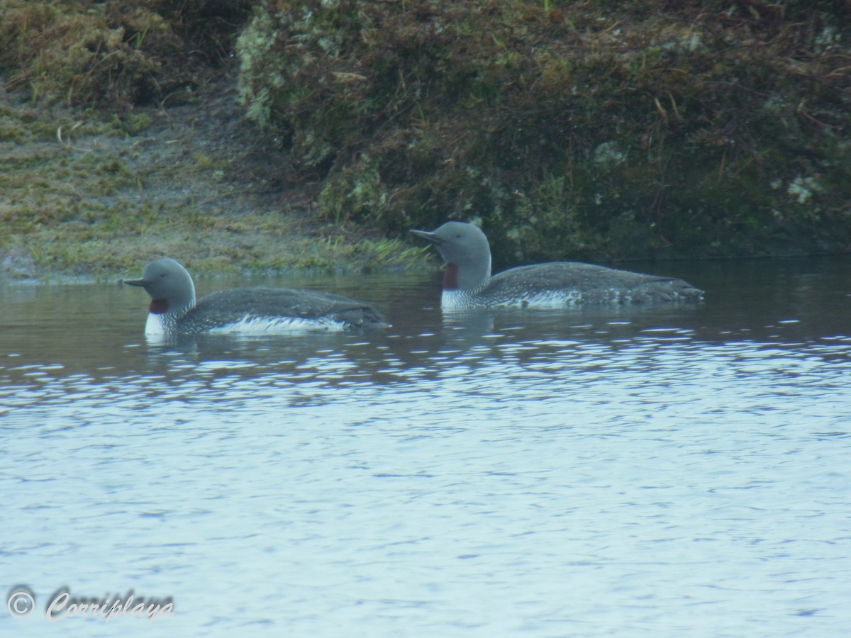 Red-throated Loon - ML598134831