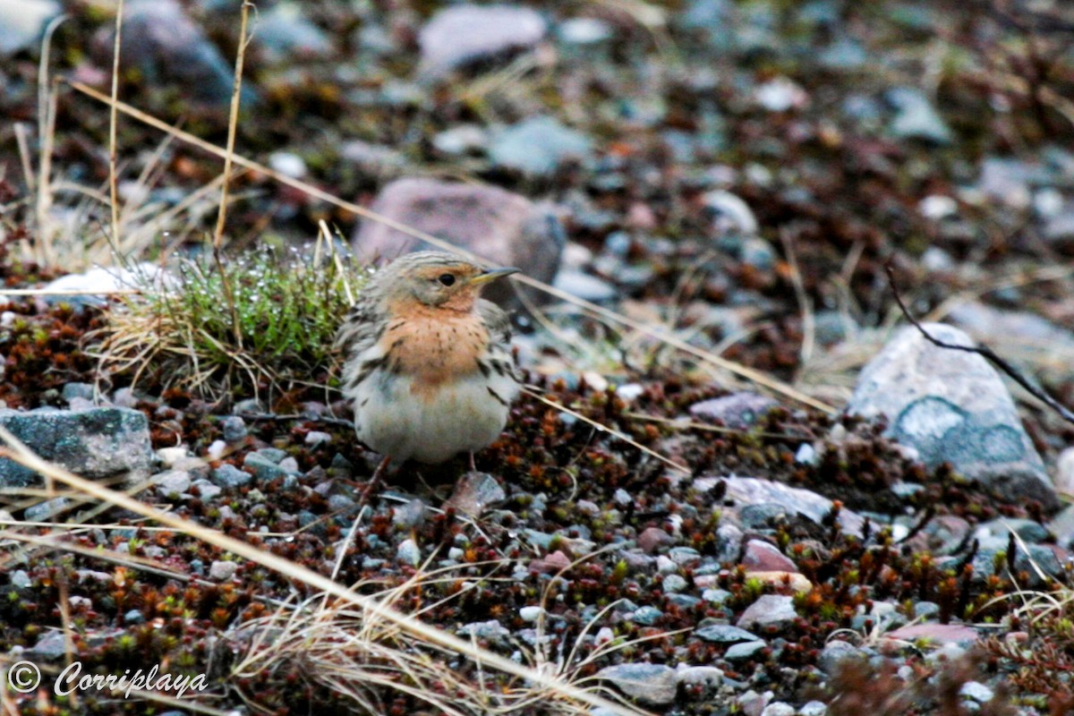 Red-throated Pipit - ML598134951