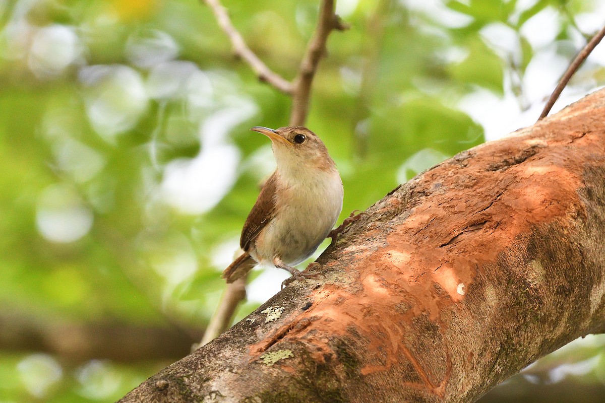 Chochín Criollo (mesoleucus) - ML598135641