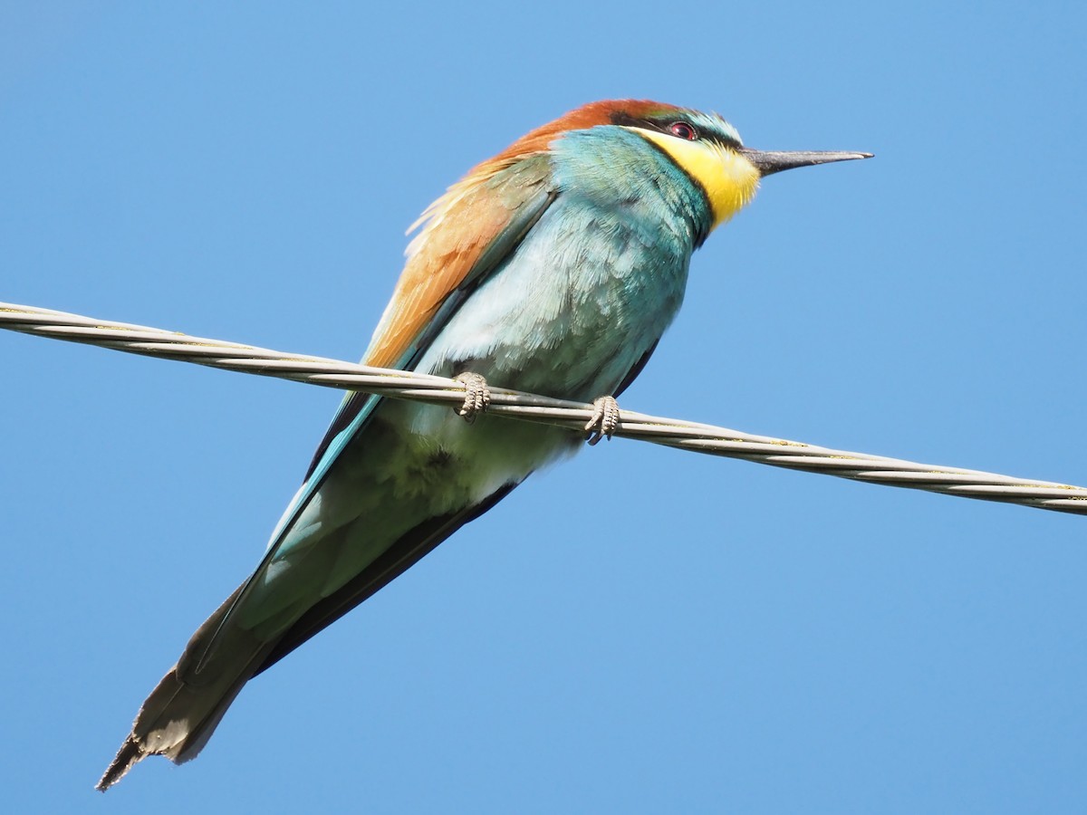 European Bee-eater - ML598136661