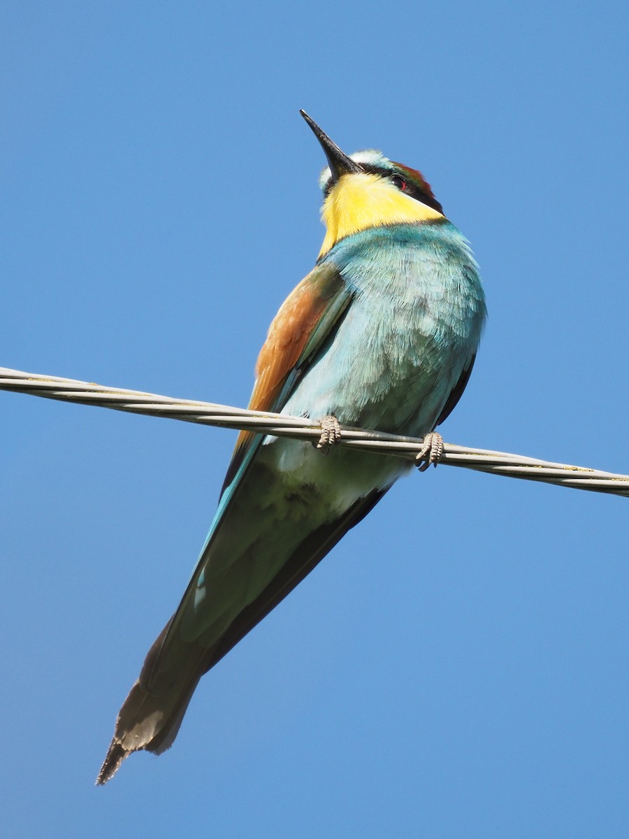 European Bee-eater - ML598136701