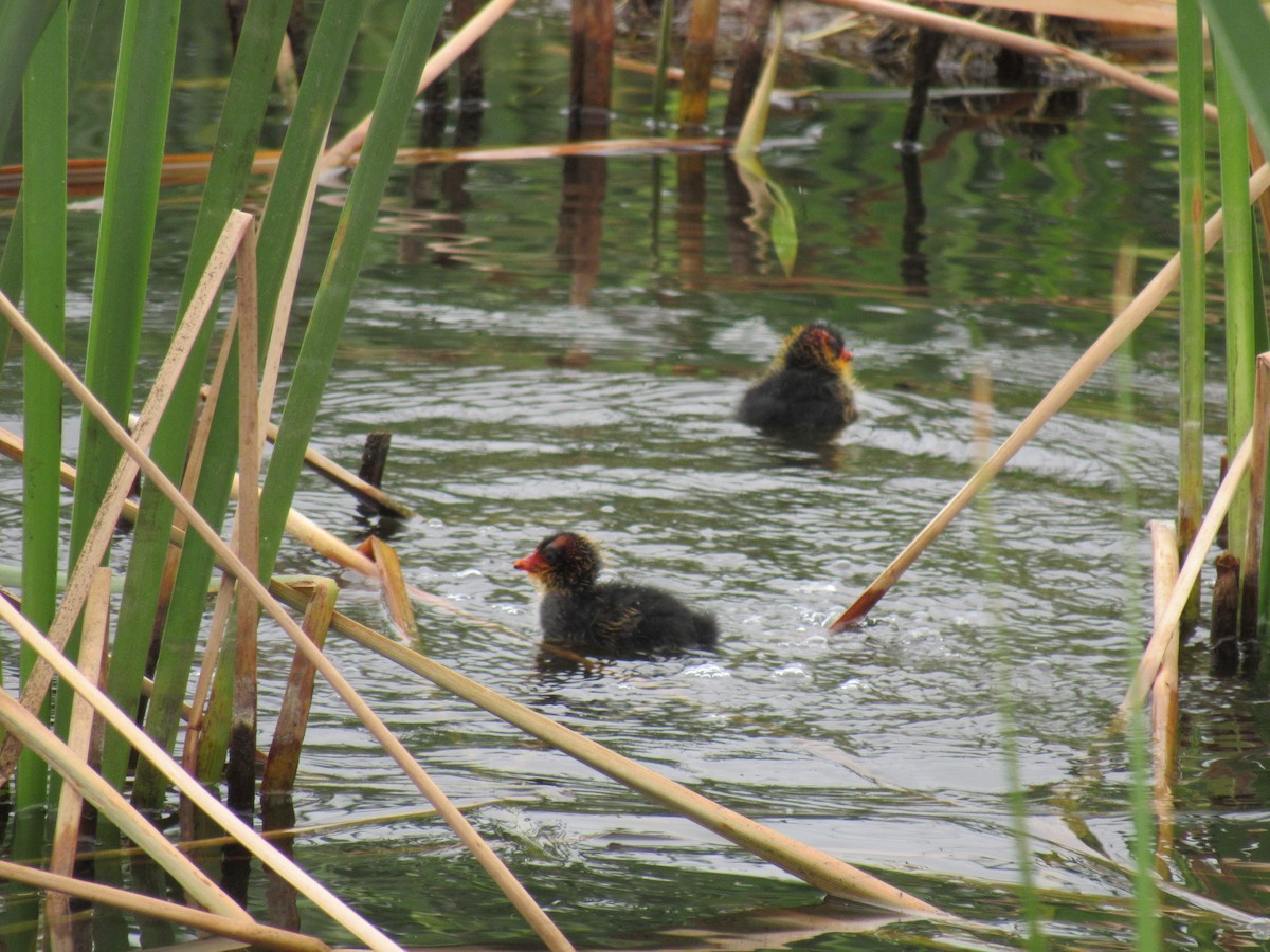 White-winged Coot - ML598137131