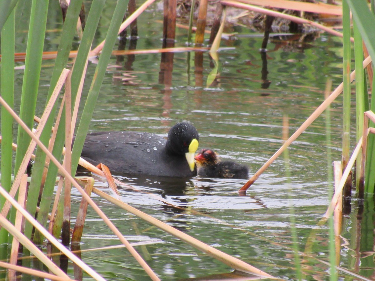 White-winged Coot - ML598137141