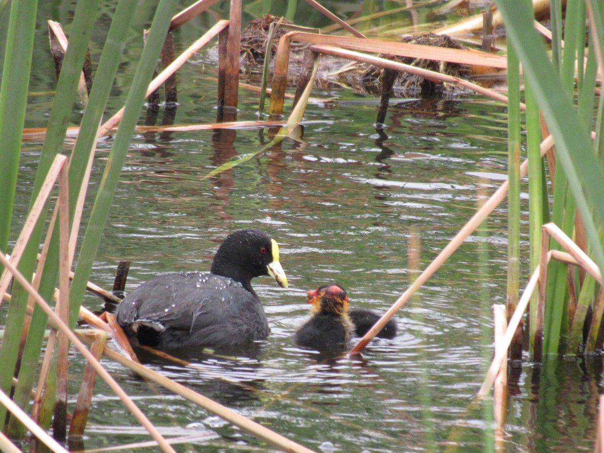 White-winged Coot - ML598137151