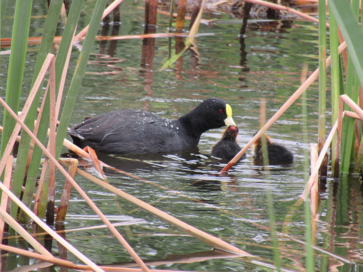 White-winged Coot - ML598137161