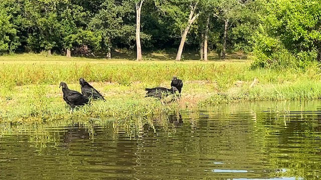 Black Vulture - ML598137321