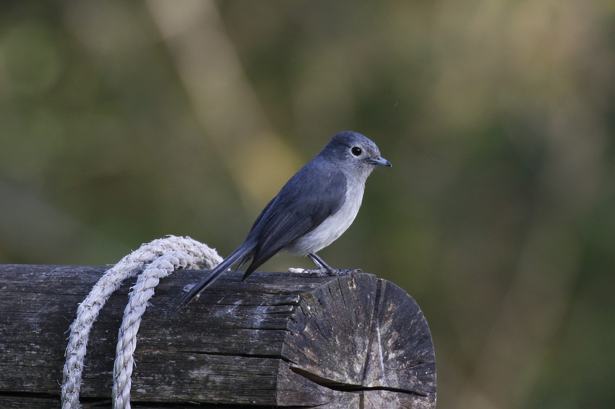 White-eyed Slaty-Flycatcher - ML598139171