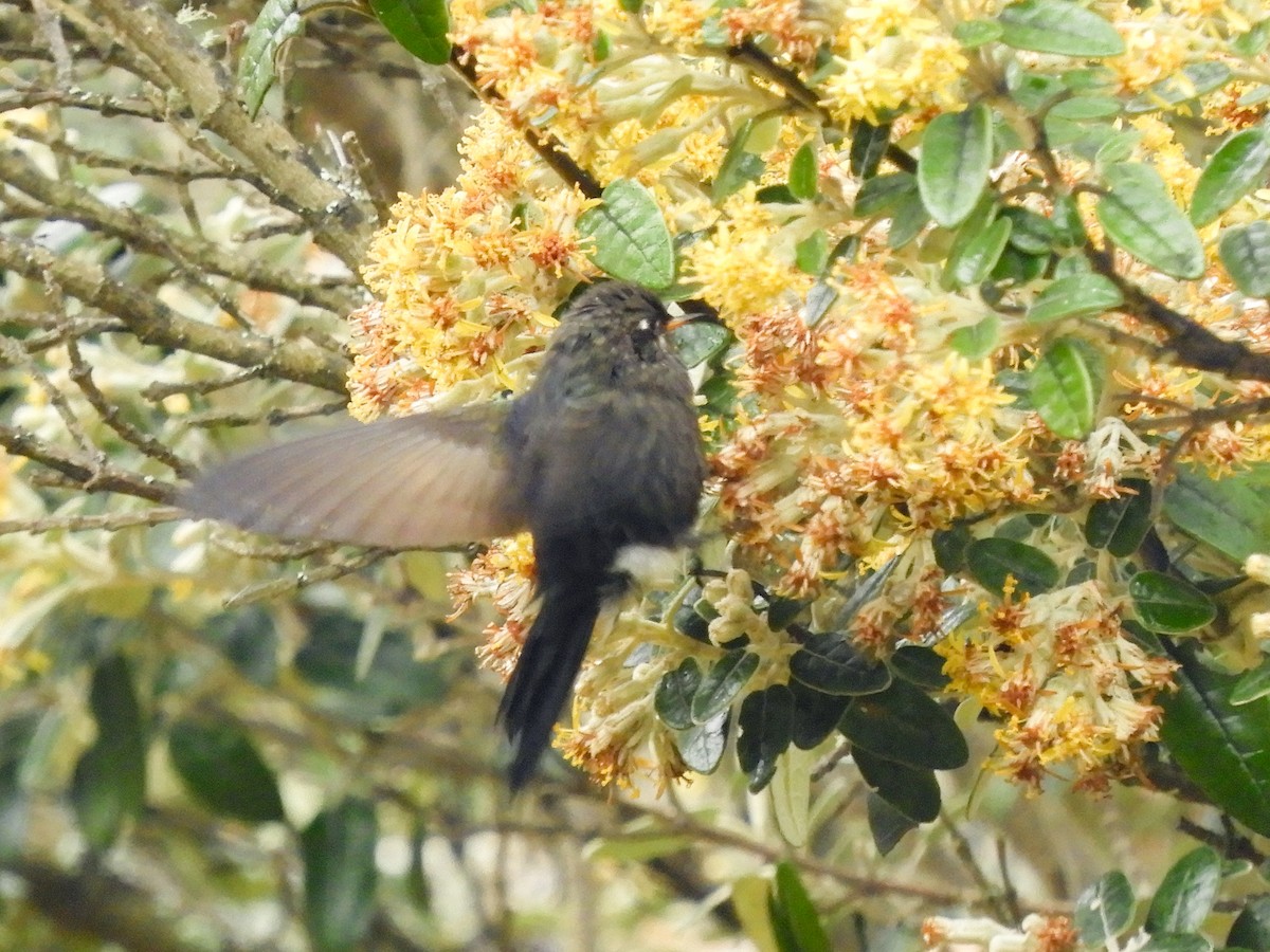 Blue-mantled Thornbill - ML598139401