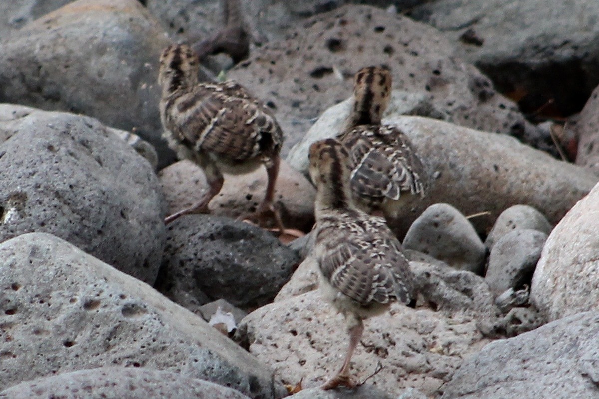 Guajolote Gallipavo - ML59813961