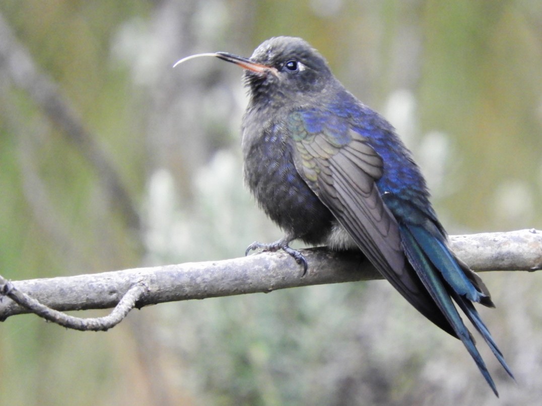 Blue-mantled Thornbill - Paul Molina A