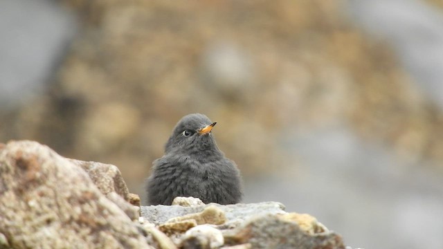 Colibrí de Stanley - ML598141261