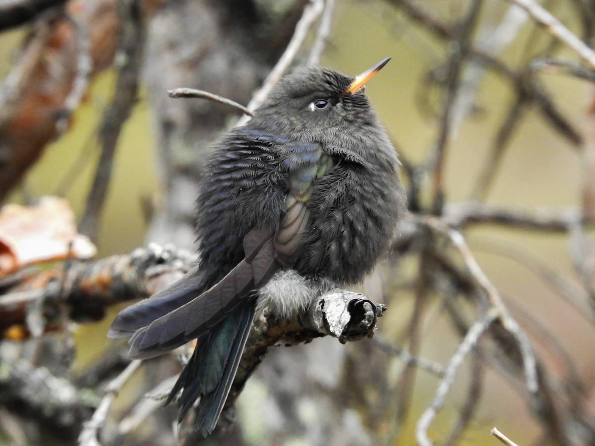 Blue-mantled Thornbill - ML598142831