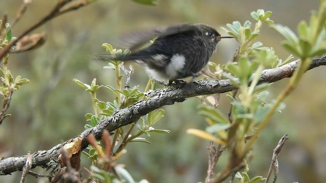 Colibrí de Stanley - ML598143201