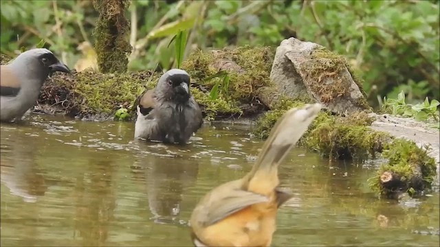 Gray Treepie - ML598143491