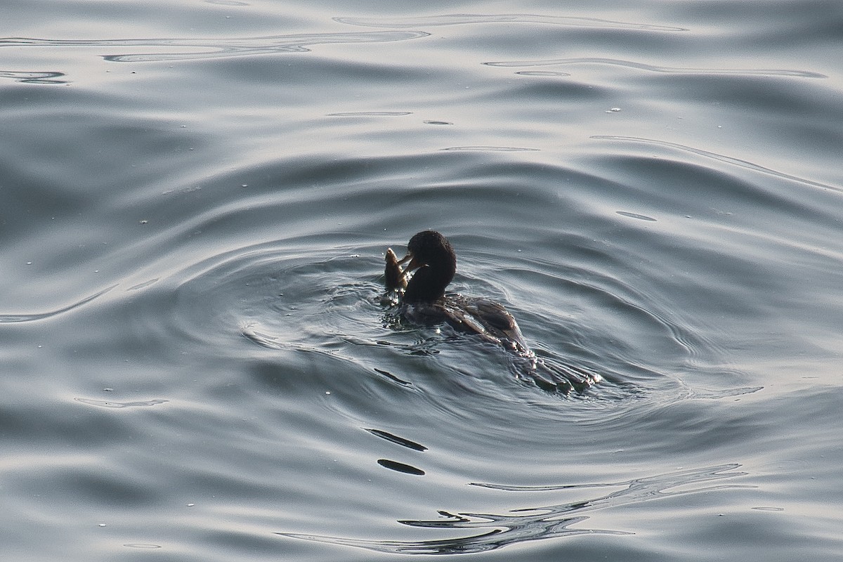 Double-crested Cormorant - Brett Greenleaf