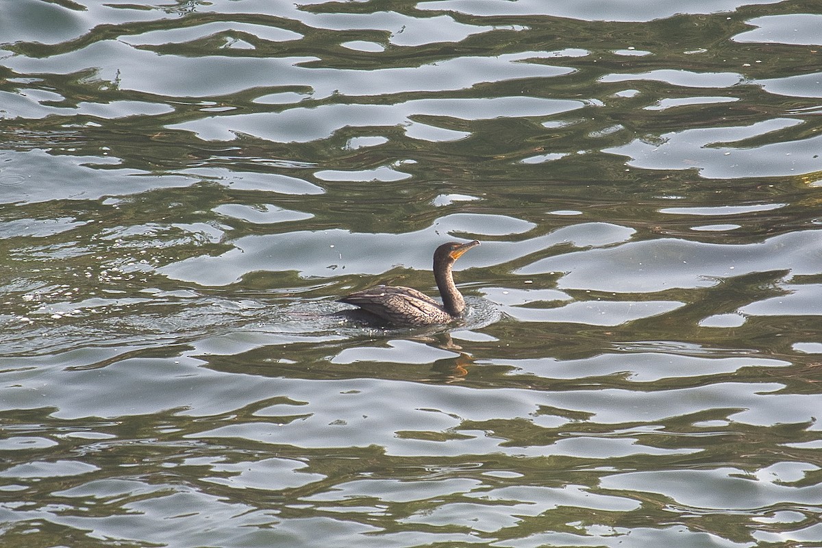 Double-crested Cormorant - ML598143831