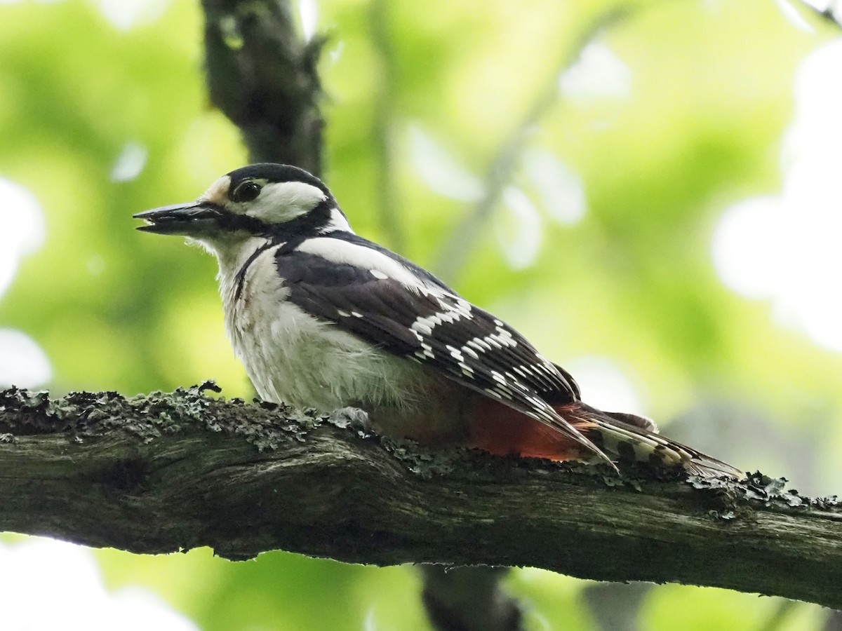 Great Spotted Woodpecker - ML598144421