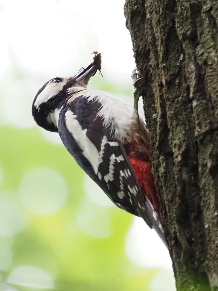 Great Spotted Woodpecker - ML598144591