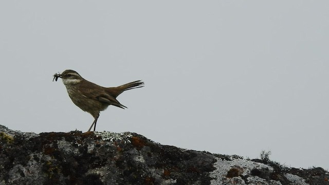 Chestnut-winged Cinclodes - ML598144991