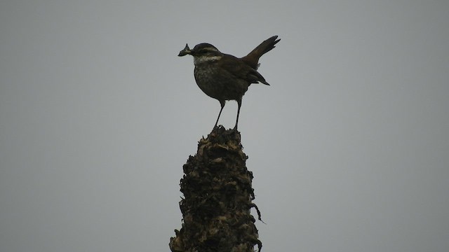 Chestnut-winged Cinclodes - ML598145151