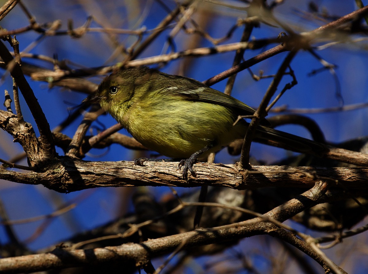 Flat-billed Vireo - ML598145301
