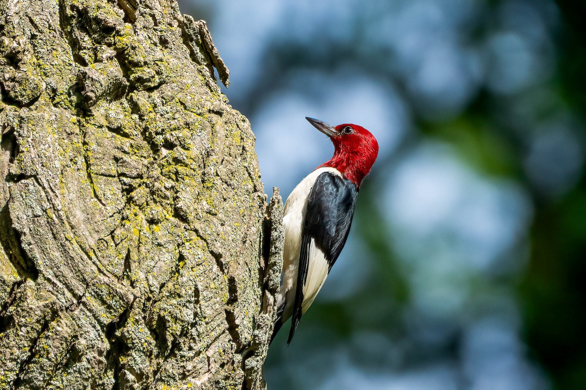 Red-headed Woodpecker - ML598145381
