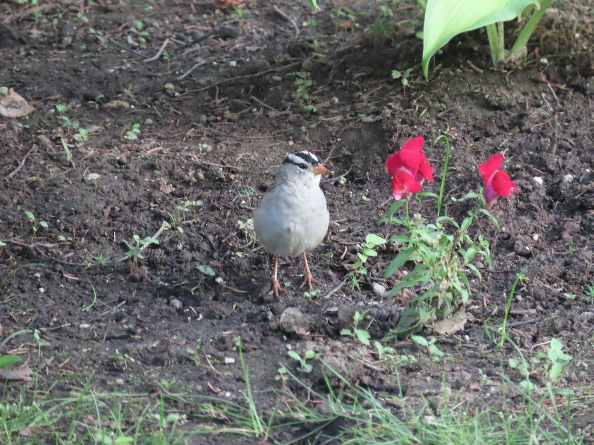 White-crowned Sparrow (Gambel's) - Christopher Hollister