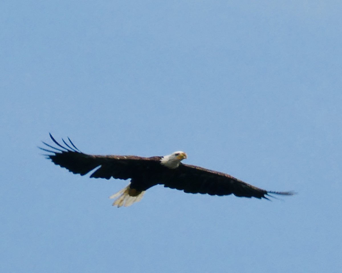 Bald Eagle - ML598146171