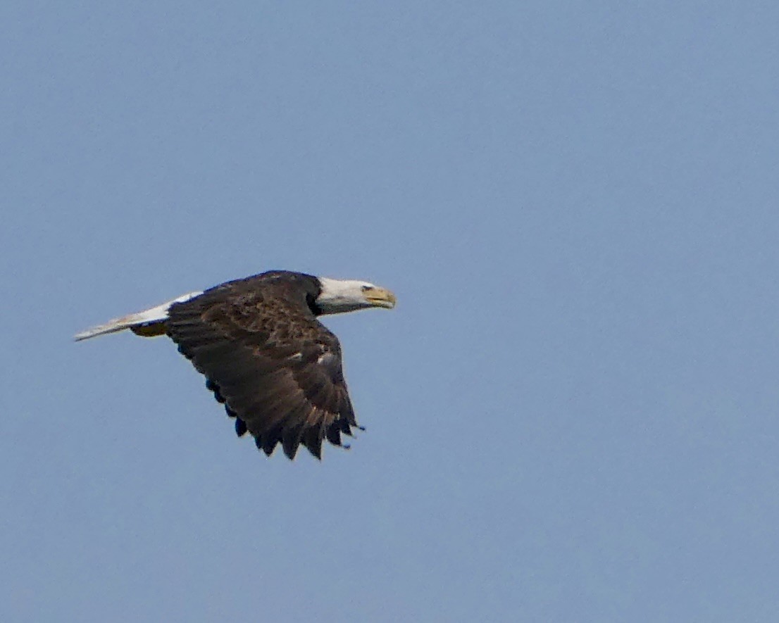 Bald Eagle - ML598146181