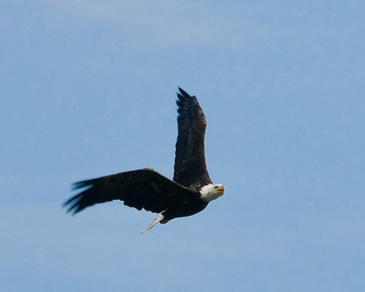 Bald Eagle - ML598146191