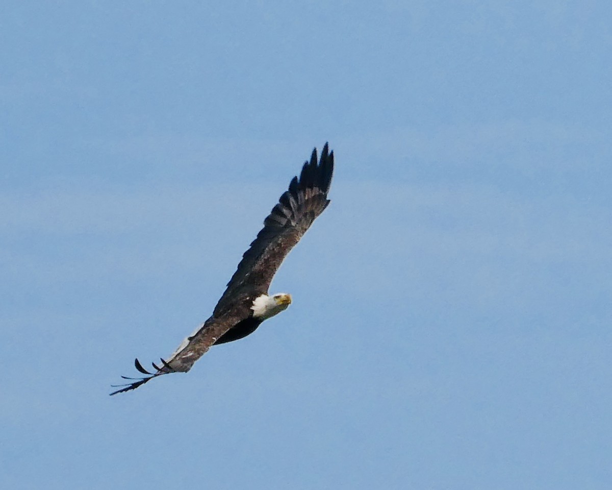 Bald Eagle - ML598146201