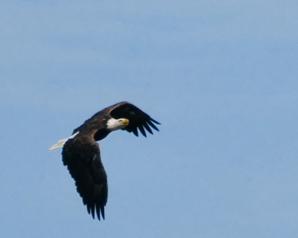 Bald Eagle - ML598146211